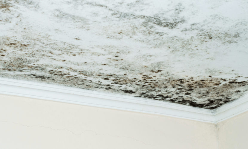 Nos astuces pour lutter contre l'humidité dans sa maison et conserver un air sain